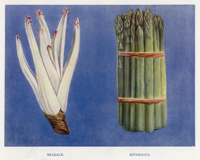 Guida del coltivatore di ortaggi: Crambe maritima, Asparago da English School