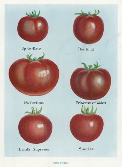 Guida del coltivatore di ortaggi: Pomodori da English School