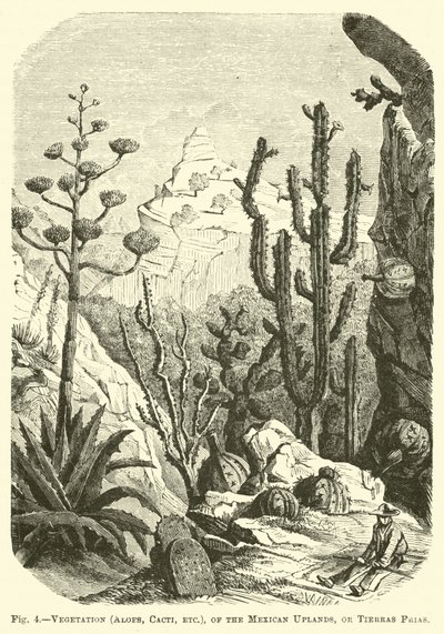 Vegetazione (Aloe, Cactus, ecc.), degli altipiani messicani, o Tierras Frias da English School