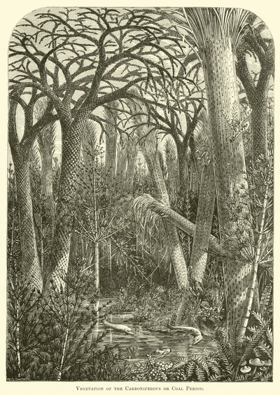 Vegetazione del periodo carbonifero o del carbone da English School