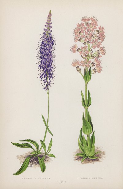 Veronica Spicata; Lychnis Alpina da English School