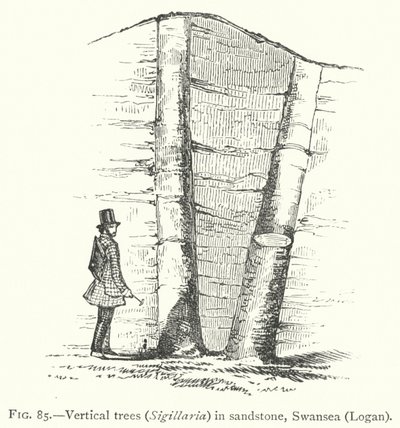 Alberi verticali, Sigillaria, in arenaria, Swansea, Logan (incisione) da English School