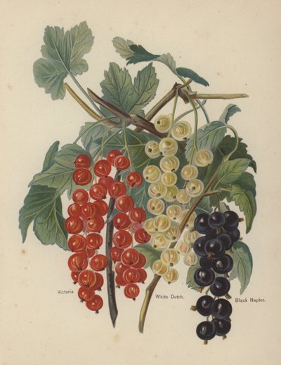 Victoria, White Dutch, Black Naples da English School