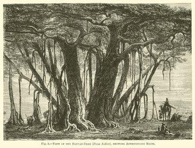 Vista del banyan (Ficus Indica), che mostra le radici avventizie da English School