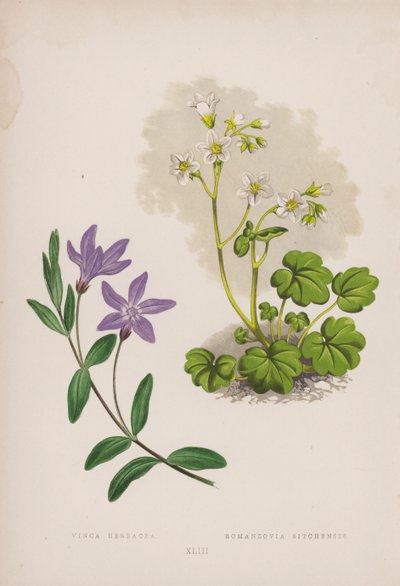 Vinca Herbacea; Romanzovia Sitchensis (litografia a colori) da English School