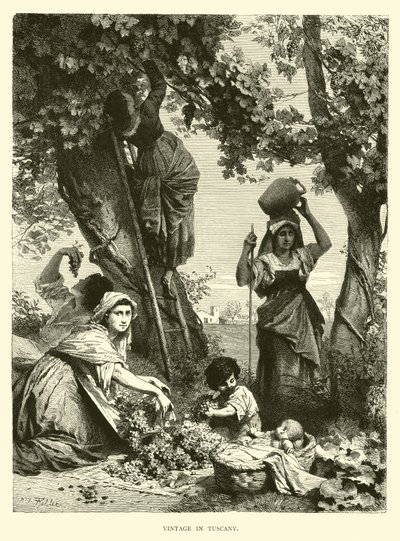 Vendemmia in Toscana da English School
