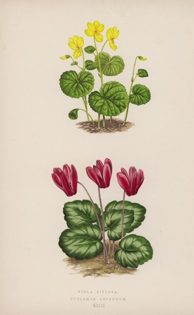 Viola Biflora; Ciclamino Repandum da English School