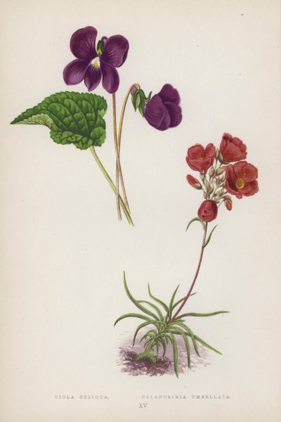 Viola Obliqua; Calandrinia Umbellata da English School