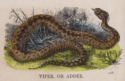 Vipera o adder da English School