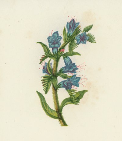 Vipera Bugloss, Echium Vulgare da English School