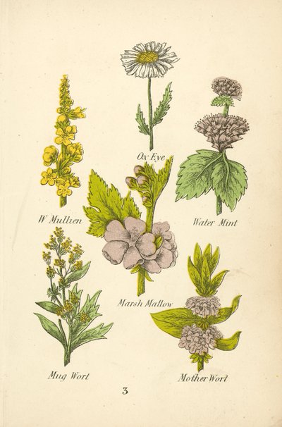 W Mullien, Occhio di bue, Menta d