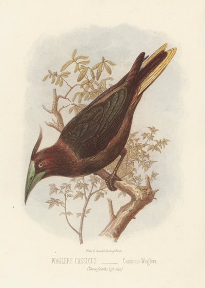 Cassico di Wagler, Cassicus Wagleri (litografia a colori) da English School