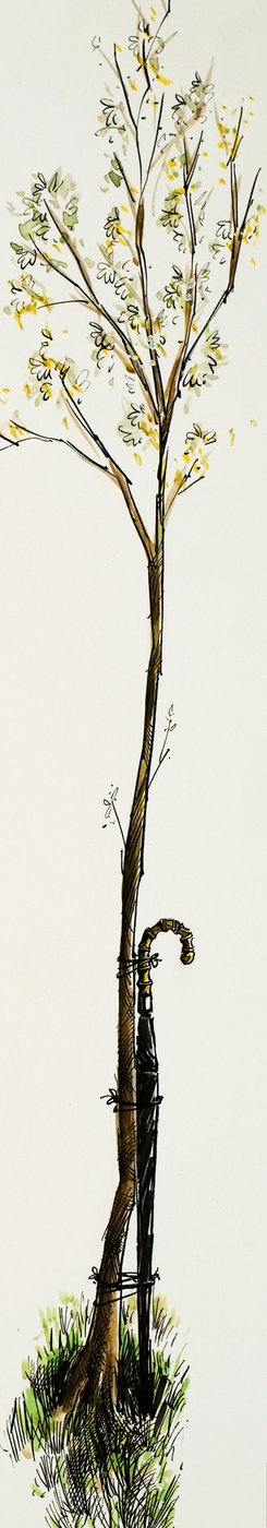 Bastone da passeggio con albero da English School