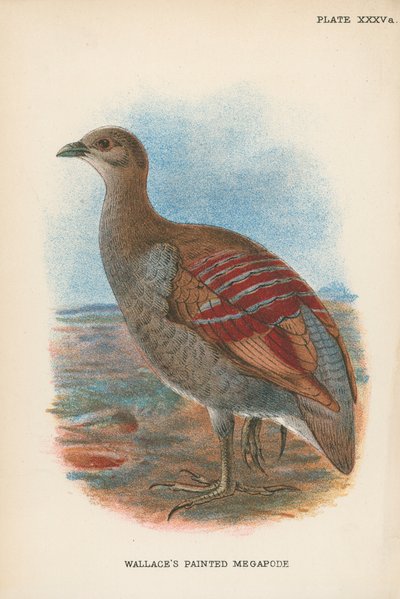 Megapodio dipinto di Wallace da English School