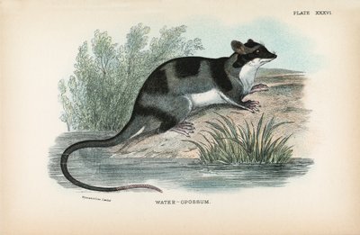 Opossum d