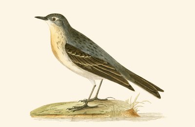 Pipit acquaiolo, illustrazione da 