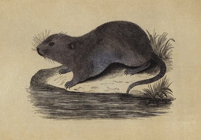 Ratto d