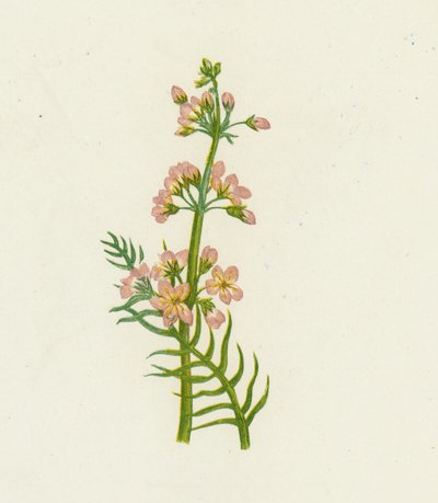 Violetta d