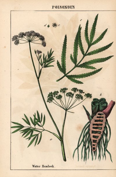 Cicuta virosa mostrando foglie, struttura delle radici e fiori, da 