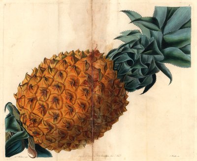 Ananas a foglia ondulata da 