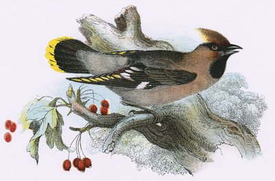 Cedar Waxwing da English School