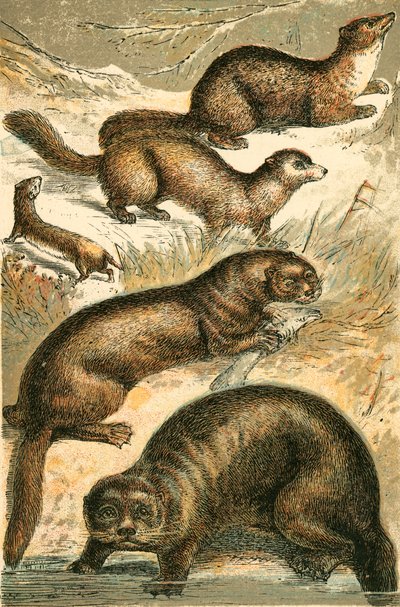 Donnola, zibellino, martora, lontra e lontra marina da English School