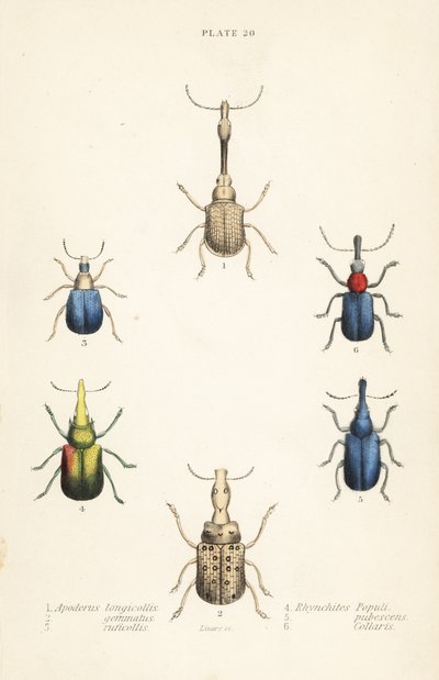Punteruoli: Attelabus longicollis 1, Attelabus gemmatus 2, Attelabus ruficollis 3, Byctiscus populi 4, Rhycnhites pubescens 5, e Rhynchites collaris 6 da English School