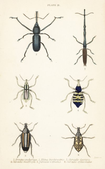 Punteruoli: Brentus ancharago 1, Rhina barbirostris 2, Curculio cuviera 3, Eupholus geoffroyi 4, Larinus ursus 5 e Curculio sphacelatus 6 da English School