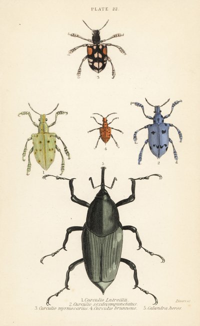 Weevils e scarabei: Curculio latreillii, Curculio sexdecempunctatus, Trichaptus mutillarius, Pissodes castaneus e Calandra heros da English School