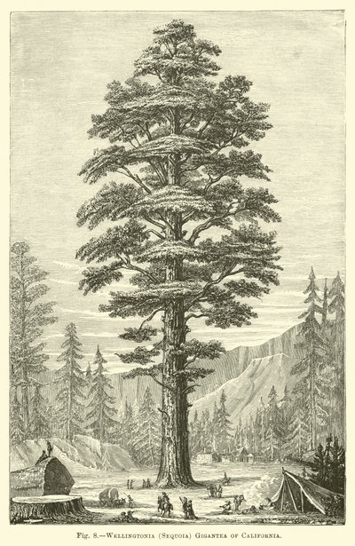Wellingtonia (Sequoia) gigantea della California da English School
