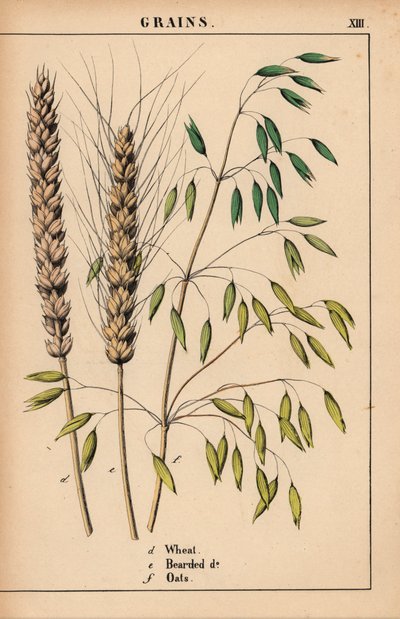 Grano, grano barbuto e avena, da 