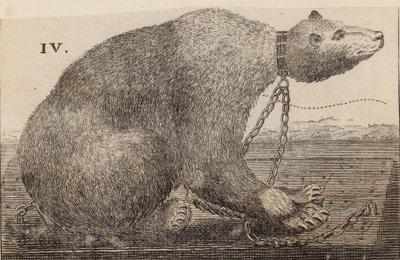 Orso Bianco esposto da Mr Bodys, Mulberry Garden da English School