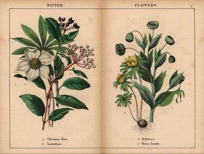 Rosa di Natale bianca, laurustino bianco, elleboro verde e anemone invernale giallo, da 