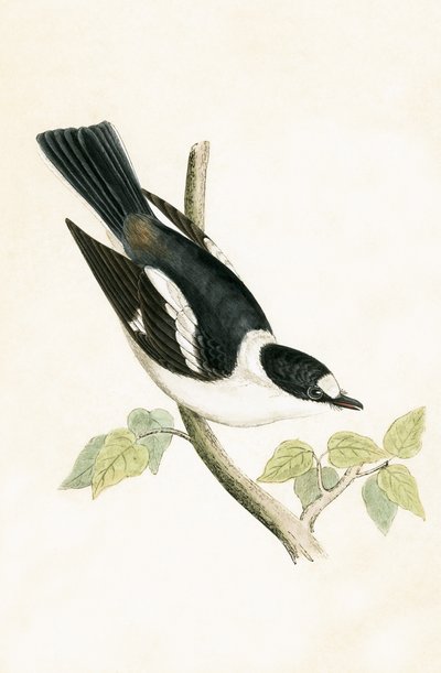 Balia dal collare bianco, illustrazione da 