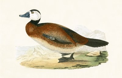 Anatra dalla testa bianca, illustrazione da 