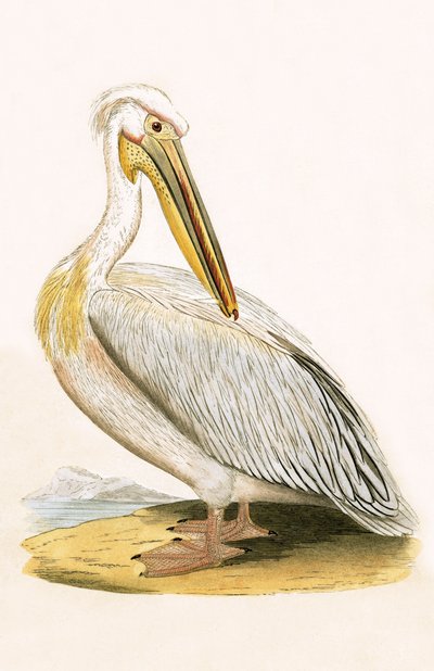 Pellicano bianco, illustrazione da 