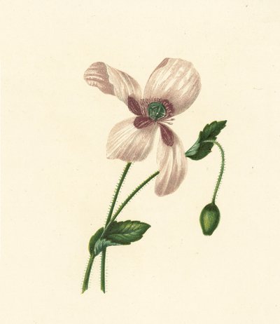 Papavero bianco, Papaver Somniferum da English School