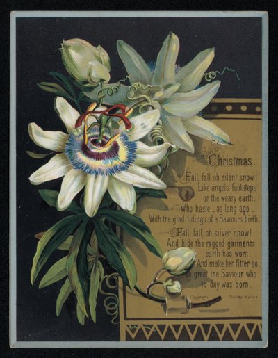Fiore della passione bianco, biglietto di auguri di Natale da English School