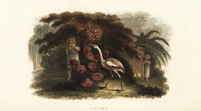 Cicogna bianca, Ciconia ciconia, che gioca a nascondino con i bambini in un giardino da English School