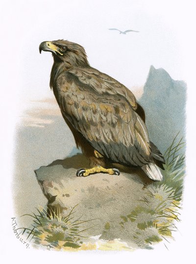 Aquila dalla coda bianca da English School