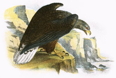 Aquila di mare dalla coda bianca da English School