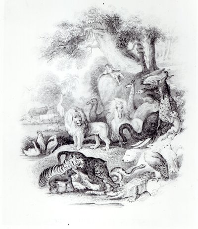 Animali selvatici da 