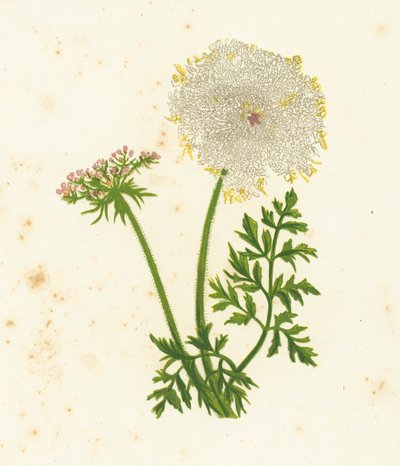 Daucus Carota da English School