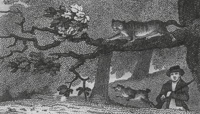 Gatto Selvatico da English School