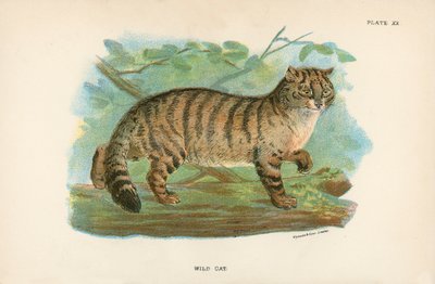 Gatto Selvatico da English School