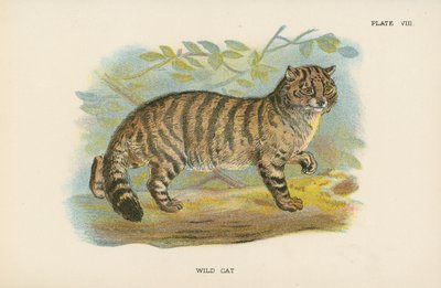 Gatto selvatico da English School