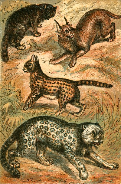 Gatto selvatico, serval, oncia e caracal da English School