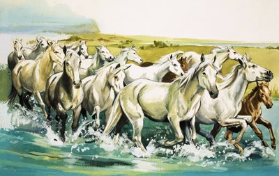 Cavalli selvaggi della Camargue, 1971 da English School
