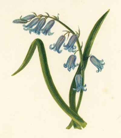 Giacinto selvatico, Hyacinthus Non-scriptus da English School
