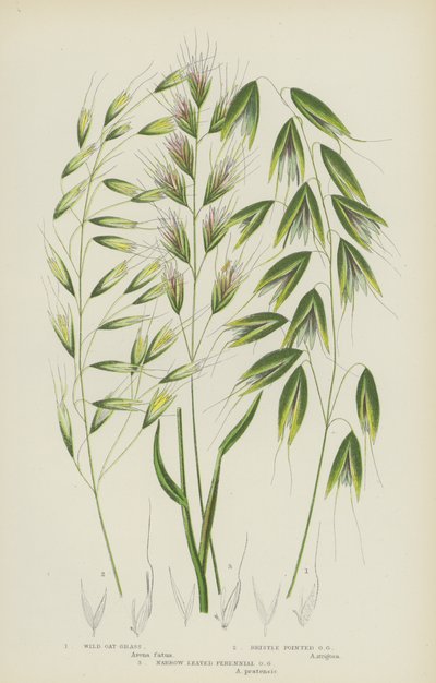 Erba Avena Selvatica, Erba Avena a Punte Setolose, Erba Avena Perennante a Foglie Strette da English School